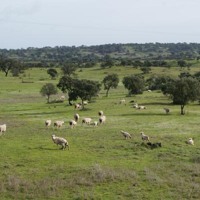 LA CAMPAGE DE L'ALENTEJO