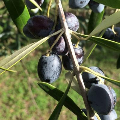 Les olives sur les arbres