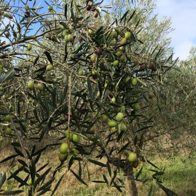 SUR LES ARBRES